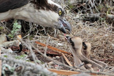 _MG_8113 Osprey.jpg