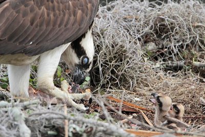 _MG_8131 Osprey.jpg