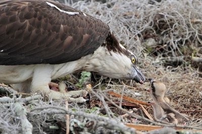 _MG_8140 Osprey.jpg