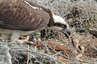 _MG_8160 Osprey.jpg