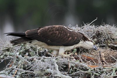 _MG_8262 Osprey.jpg