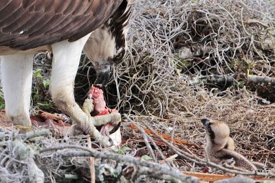 _MG_8336 Osprey.jpg