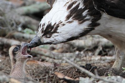 _MG_8725 Osprey.jpg