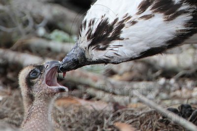 _MG_8725crop Osprey.jpg