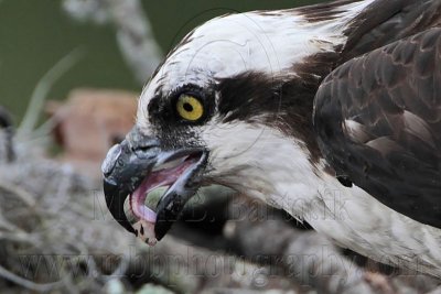 _MG_8747 Osprey.jpg