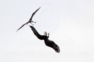 Osprey - Bald Eagle - Interspecific Interactions: defending nest territory - Male Osprey attacking and chasing Bald Eagle pair