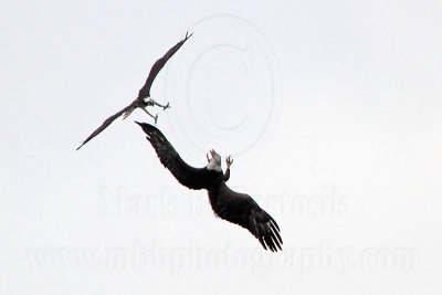 Osprey - Bald Eagle - Interspecific Interactions:  defending nest territory - Male Osprey attacking and chasing Bald Eagle pair