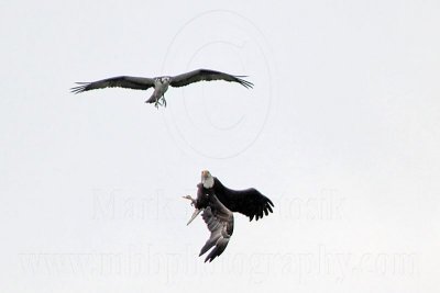 _MG_9660 Osprey - Bald Eagle.jpg