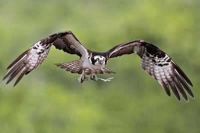 _MG_9911 Osprey.jpg