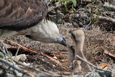 _MG_5021 Osprey.jpg
