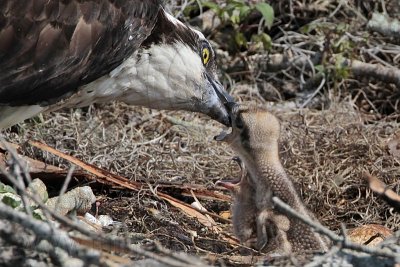 _MG_5028 Osprey.jpg