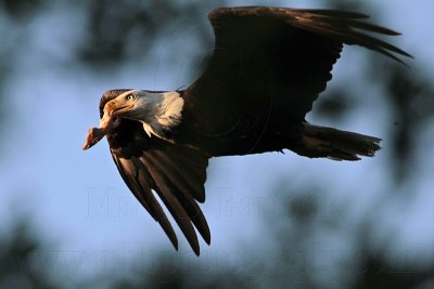 _MG_1585 Bald Eagle.jpg