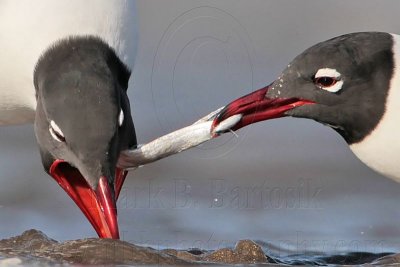 Laughing Gull courtship feeding – April 25, 2010