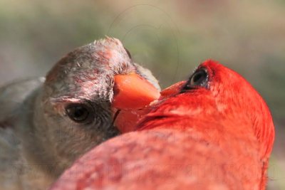 _MG_8682 Northern Cardinal.jpg