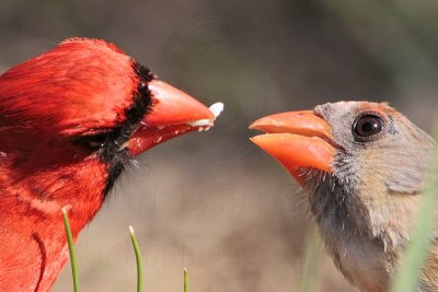 _MG_8698 Northern Cardinal.jpg