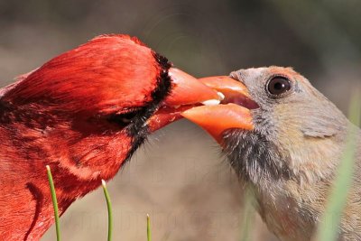 _MG_8699 Northern Cardinal.jpg