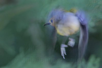 _MG_0722 Prothonotary Warbler.jpg
