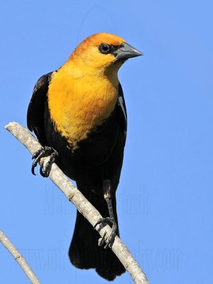 _MG_1859 Yellow-headed Blackbird.jpg