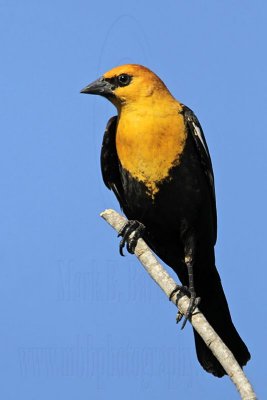 _MG_1876 Yellow-headed Blackbird.jpg
