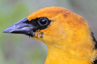 Yellow-headed Blackbird - Quintana April 24, 2010