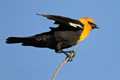 _MG_2940 Yellow-headed Blackbird.jpg