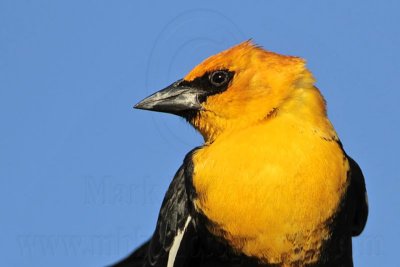 _MG_3226 Yellow-headed Blackbird.jpg