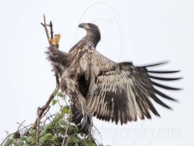 _MG_7520 Bald Eagle.jpg