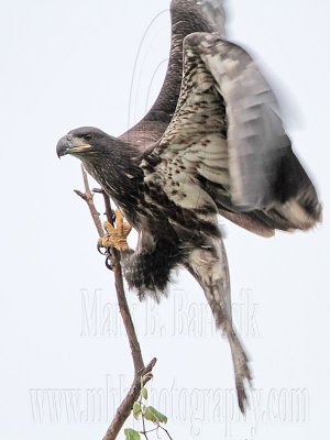 _MG_7526 Bald Eagle.jpg