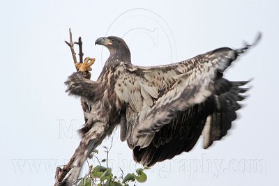 _MG_7521 Bald Eagle.jpg