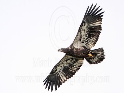 _MG_7993 Bald Eagle.jpg