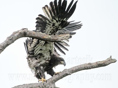 _MG_9493 Bald Eagle.jpg