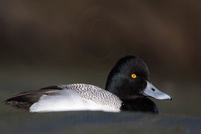 _MG_0256 Lesser Scaup.jpg