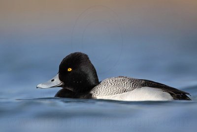 _MG_0357 Lesser Scaup.jpg