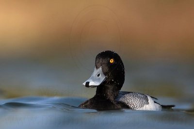 _MG_0464 Lesser Scaup.jpg