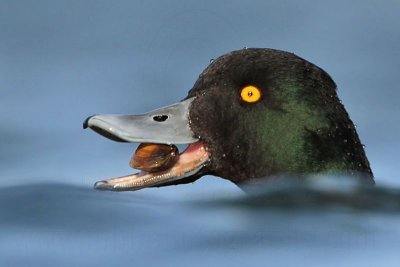 Lesser Scaup feeding on mussels plus male and female portraits
