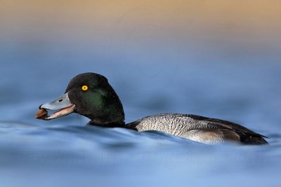 _MG_0659 Lesser Scaup.jpg