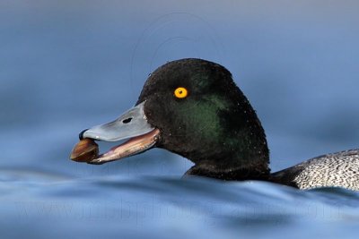 _MG_0659crop Lesser Scaup.jpg