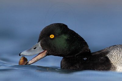 _MG_0660 Lesser Scaup.jpg