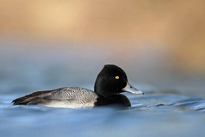 _MG_0811 Lesser Scaup.jpg