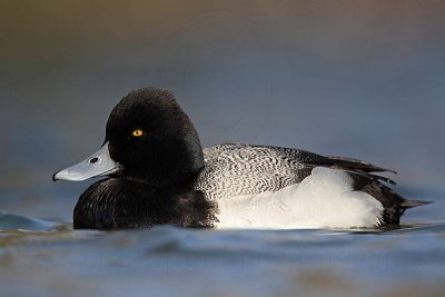 _MG_0870 Lesser Scaup.jpg