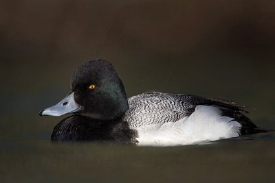 _MG_0927 Lesser Scaup.jpg