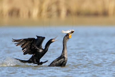 Neotropic - Double-crested Cormorant - Interspecific Interactions: kleptoparasitism