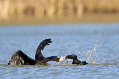 _MG_4922 Neotropic Cormorant _ Double-crested Cormorant.jpg