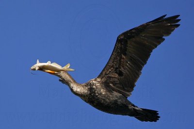 _MG_5294 Double-crested Cormorant.jpg