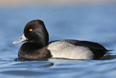 _MG_5539 Lesser Scaup.jpg