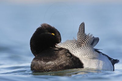 _MG_5566 Lesser Scaup.jpg