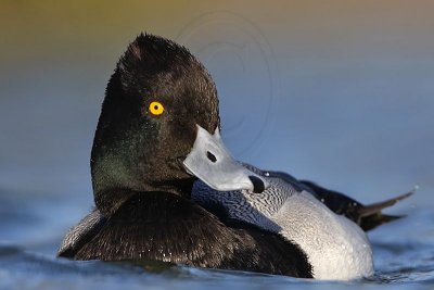 _MG_6236 Lesser Scaup.jpg