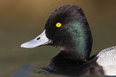 _MG_6262 Lesser Scaup.jpg