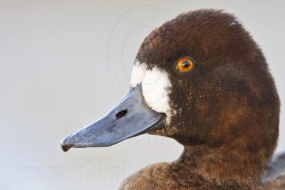 _MG_7025 Lesser Scaup.jpg