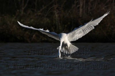 _MG_7367 Great Egret.jpg